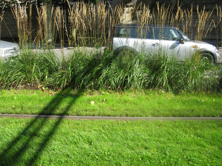 Baaum - IMG_5669.jpg