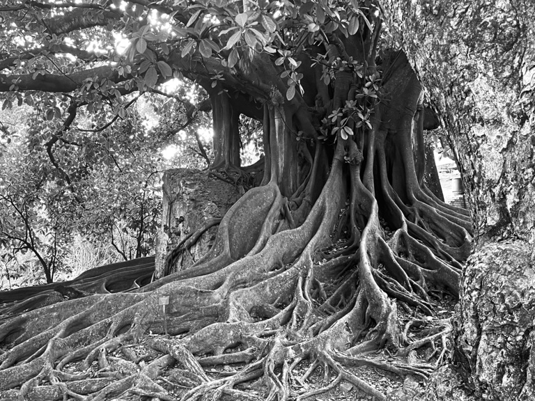 Baaum - MARTINIQUE_BR_IMG_1780-NB2.jpg