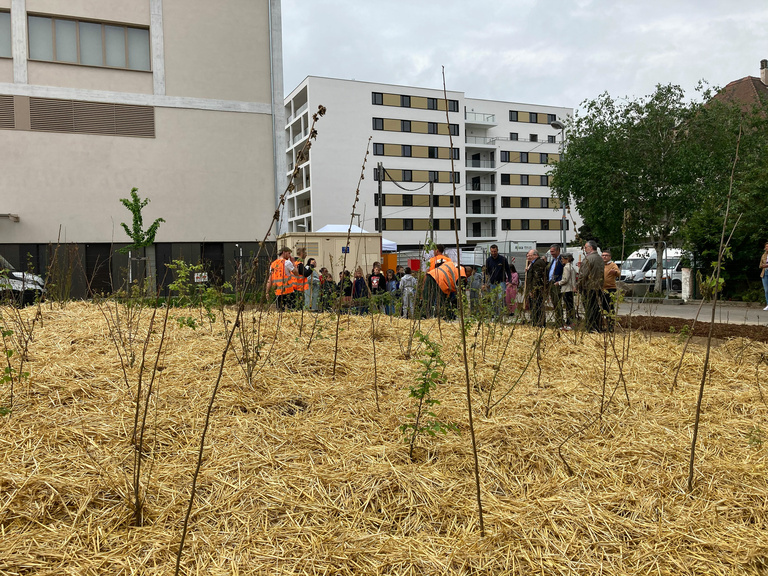 Carta - Reichen et Robert Associés - Inauguration de la forêt Miyawaki de 1000 arbres dans l’éco-quartier Fischer